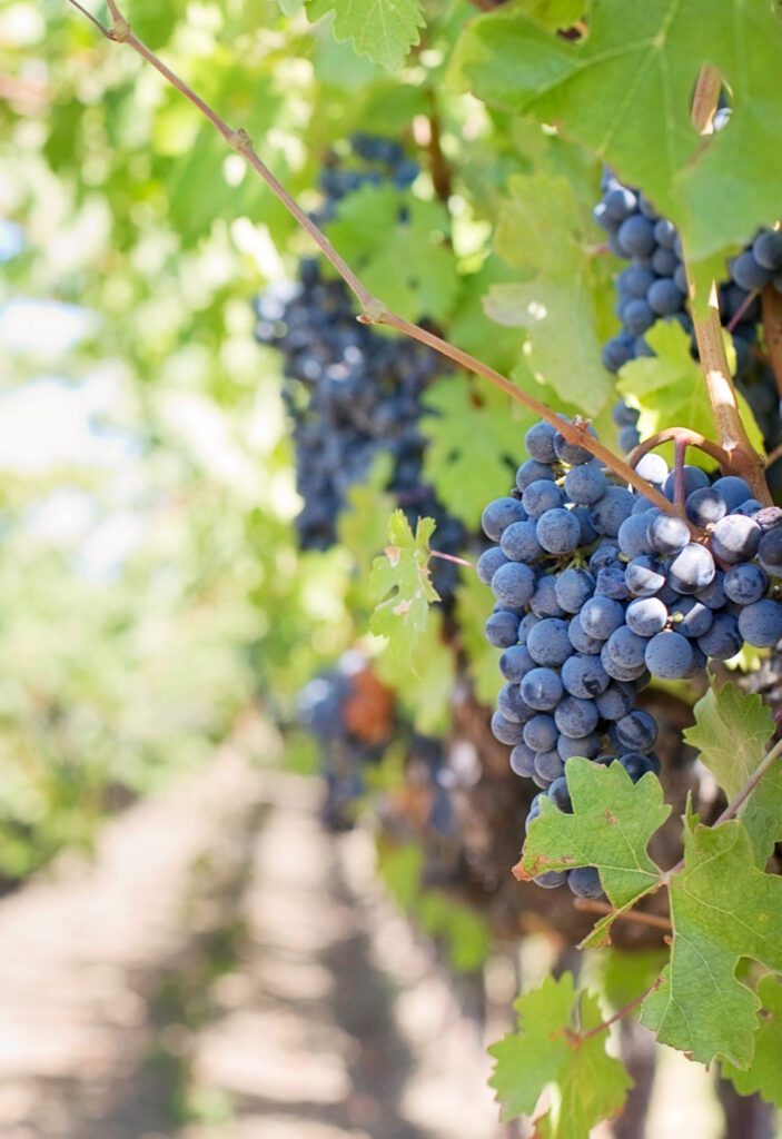 Image related to Il Consorzio oggi